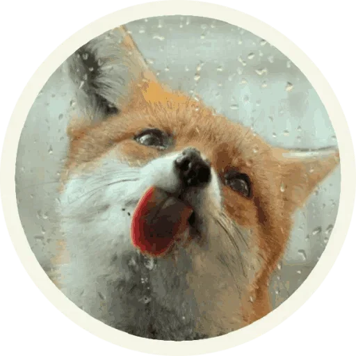 Foxx for Telegram emoji 😋