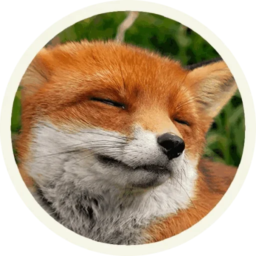 Foxx for Telegram stiker 😚