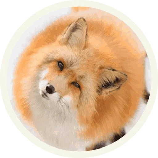 Foxx for Telegram emoji 😙