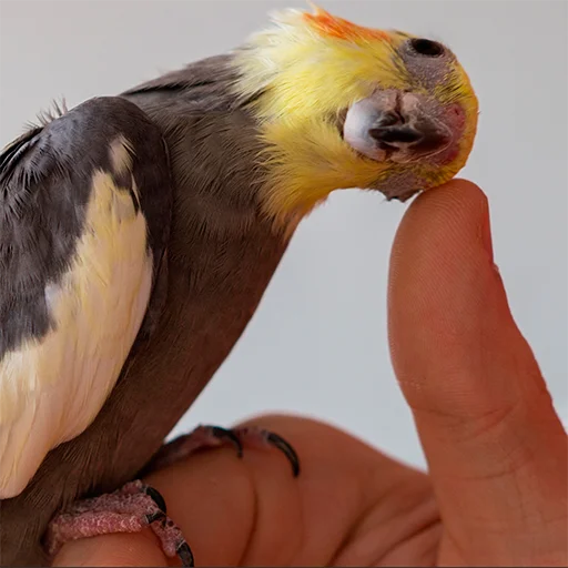 Parrots sticker 👍