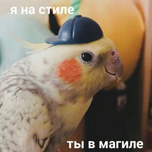 Telegram stiker «Parrots» 😎