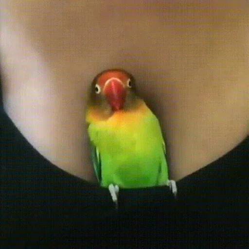 Telegram Sticker «Parrots» 🥰