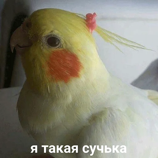 Telegram Sticker «Parrots» 👸