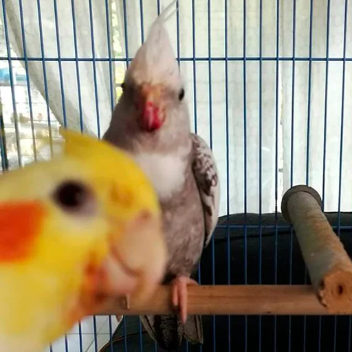 Parrots sticker 🙂