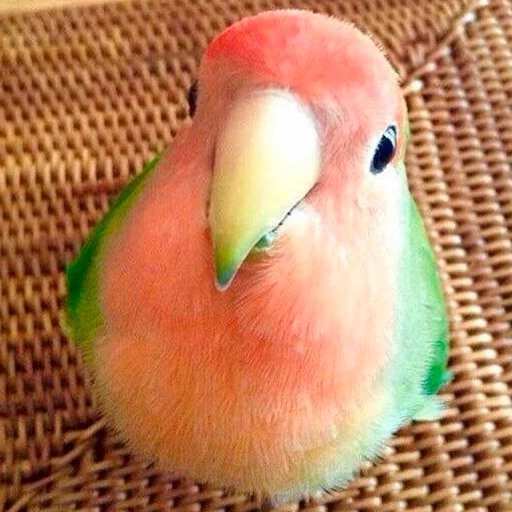 Parrots sticker 😊