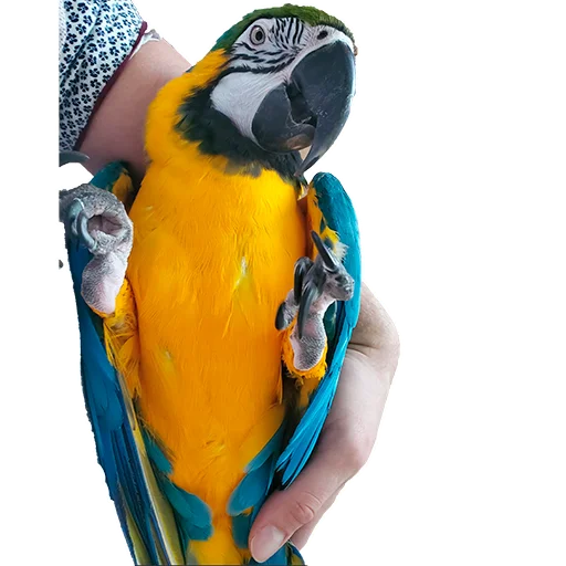 Telegram Sticker «Parrots» 🤱