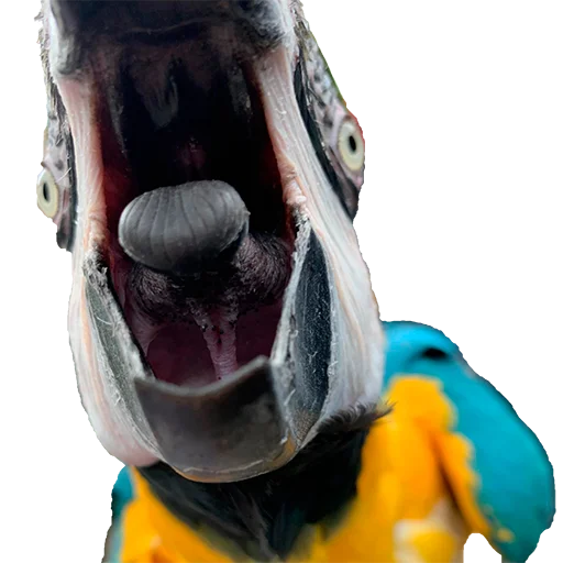 Эмодзи Parrots 😱