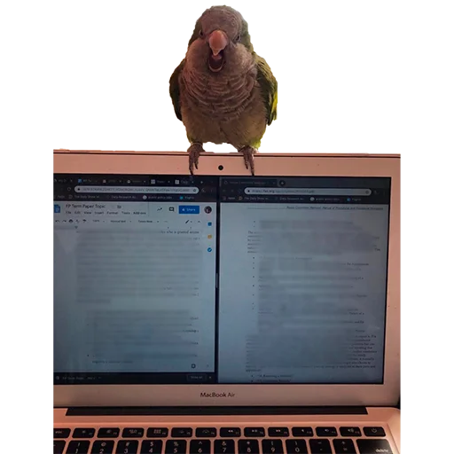 Telegram Sticker «Parrots» 😡