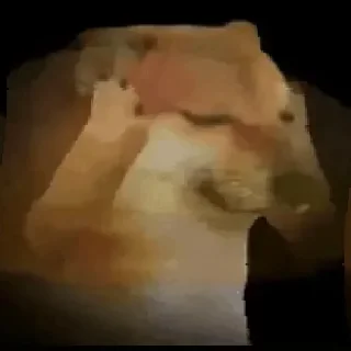 Fuck off Dogs Videostickers emoji 🤯