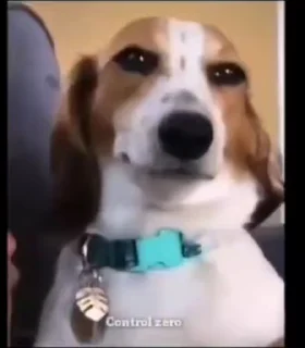 Fuck off Dogs Videostickers stiker 🙂