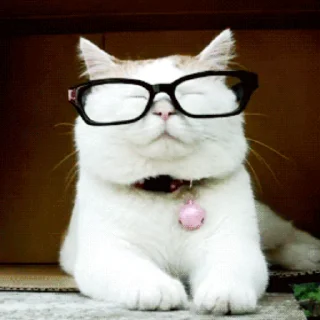 Эмодзи Коты 🐈 👓