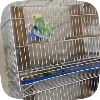 Funny Parrots Video sticker 🦜