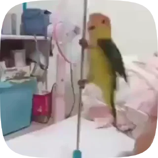 Funny Parrots Video sticker 🦜