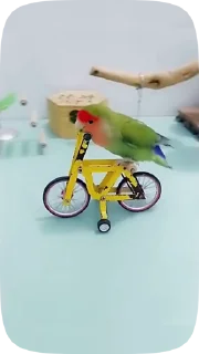 Funny Parrots Video emoji 🦜