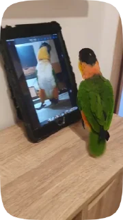 Funny Parrots Video emoji 🦜