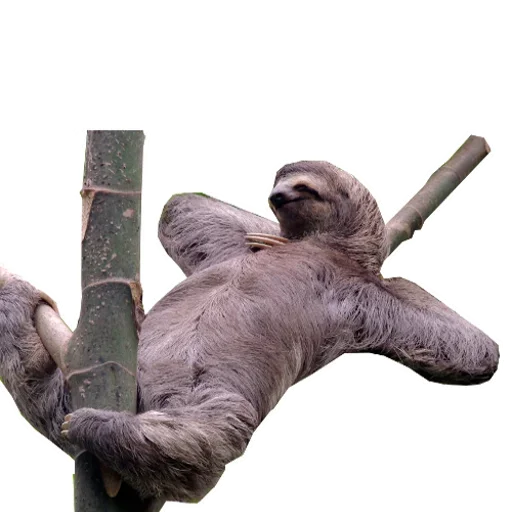 Стикеры телеграм Funny Sloth