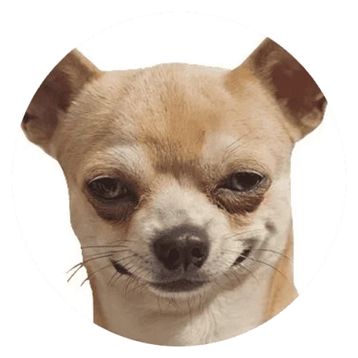Telegram Sticker «Funny Stupid Dogs» 🐶