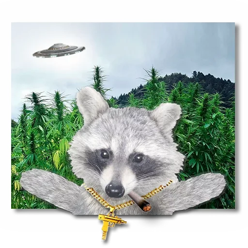 Емодзі famous racoon 😙