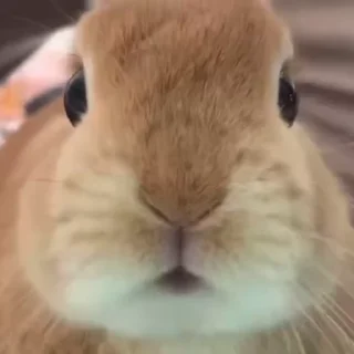 Кролики / Rabbits sticker 😋