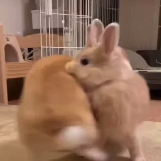 Кролики / Rabbits stiker 🥳
