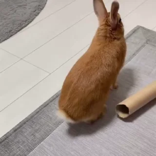 Кролики / Rabbits sticker 💨
