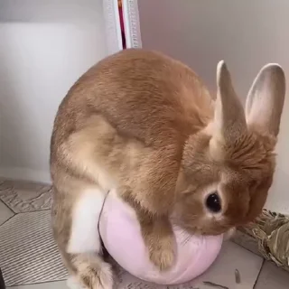 Кролики / Rabbits sticker 🤪