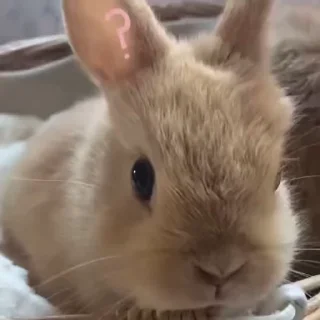 Кролики / Rabbits stiker ❓