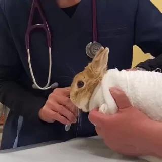 Кролики / Rabbits stiker 😰