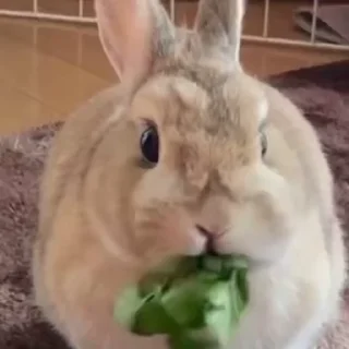 Кролики / Rabbits emoji 🥕
