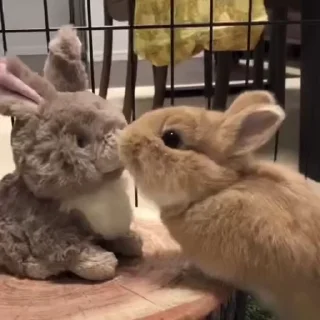 Кролики / Rabbits sticker 😚