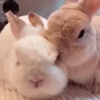 Стикер Кролики / Rabbits ♥️
