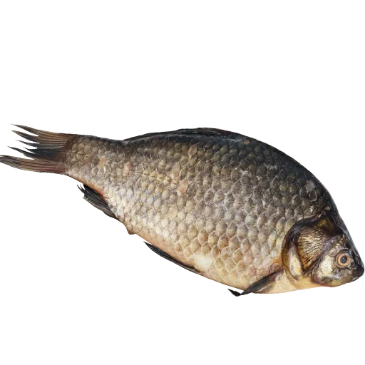 fish stiker 🐋