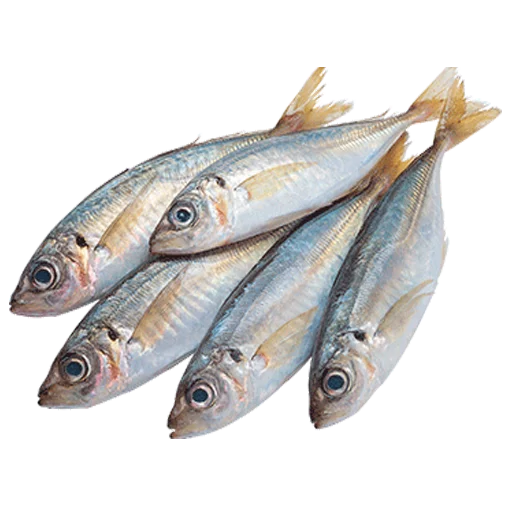 fish  sticker 🦀