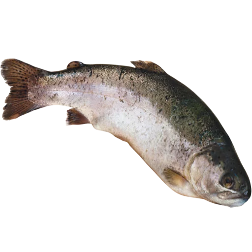 fish stiker 🐡
