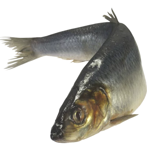 fish stiker 🐬