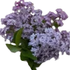 Эмодзи телеграм flowers