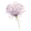 Flowers | Цветы emoji 💜