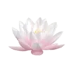 Эмодзи Flowers | Цветы 💗