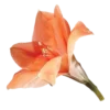 Эмодзи Flowers | Цветы 🧡