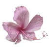 Эмодзи Flowers | Цветы 🩷