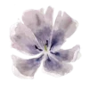 Емодзі Flowers | Цветы 💜