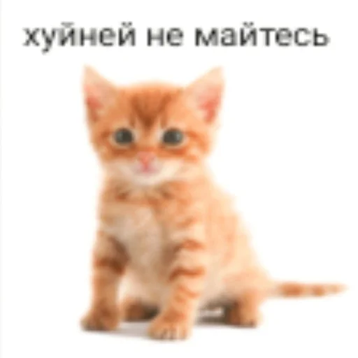 Telegram Sticker «Вселенная котиков » 🫤