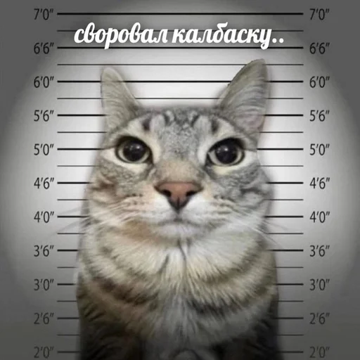 Telegram Sticker «Вселенная котиков » 👮‍♀