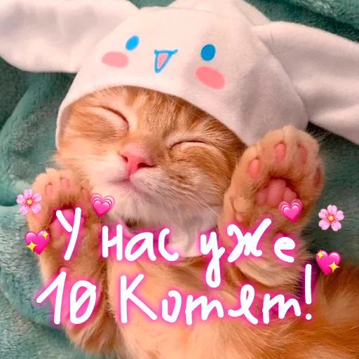 Telegram stiker «My kitties» 😺