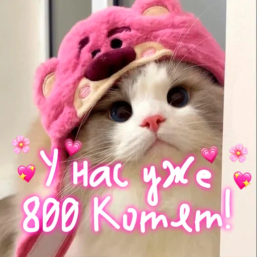Telegram Sticker «My kitties» 😺