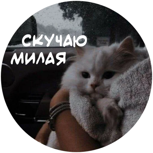 Емодзі For My Friends🤍 🐱