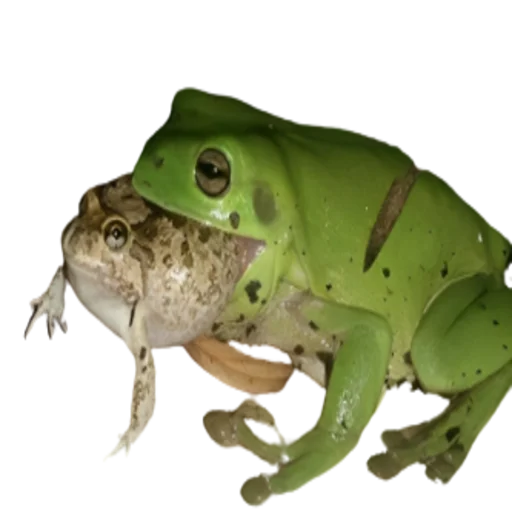 Стикер frogs 😋