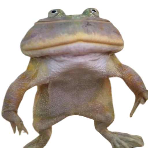 Стикер frogs 😤