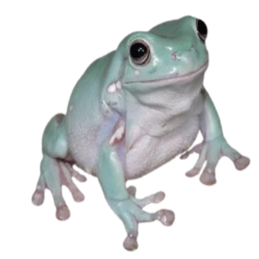 frogs sticker 😕