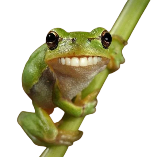 Стикер frogs 😁